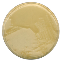 LB AGAR ACC.TO MILLER FOR MICROBIOLOGY (